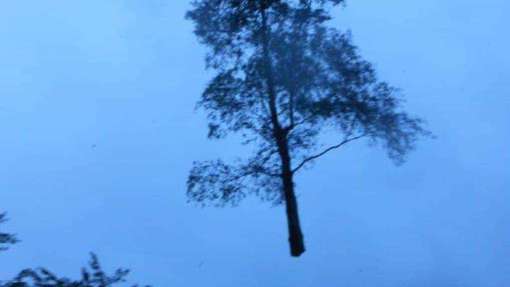 Ambt Delden bomen rooien